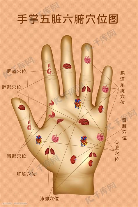 手指代表的器官 五手指